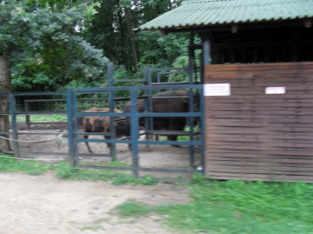 SDC12286